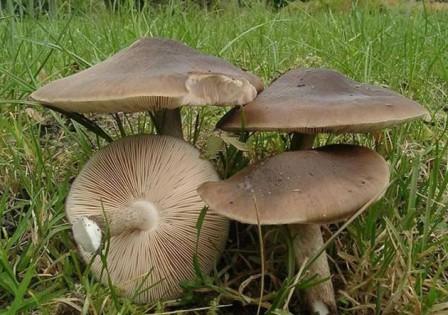   ,   Pluteus cervinus (Pluteus atricapillus)